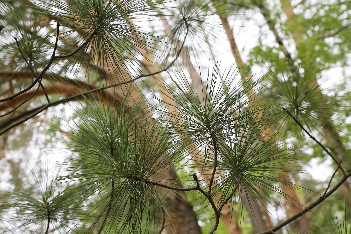 Изображение особи Pinus strobus.