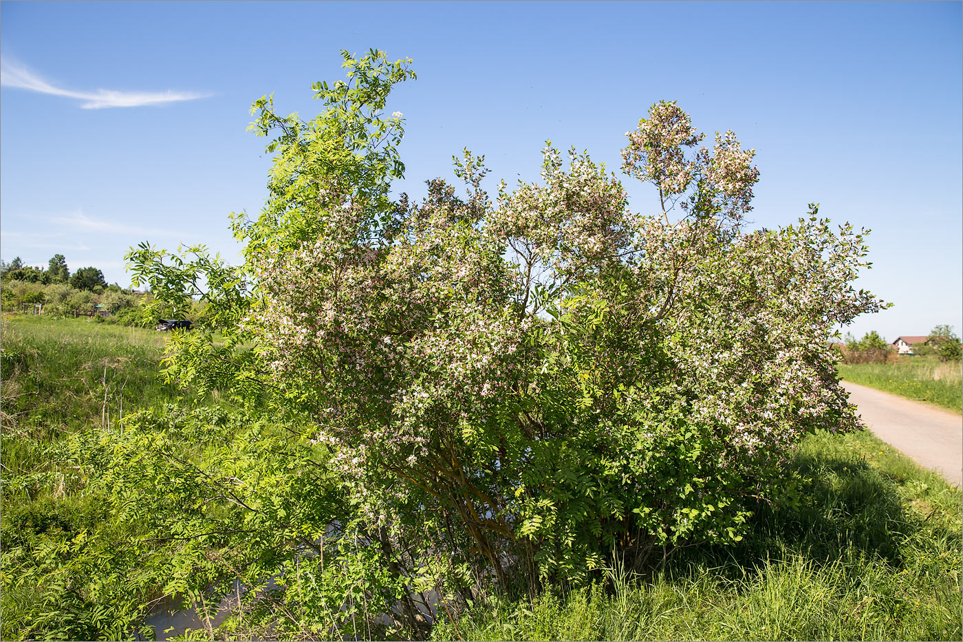 Image of Lonicera tatarica specimen.