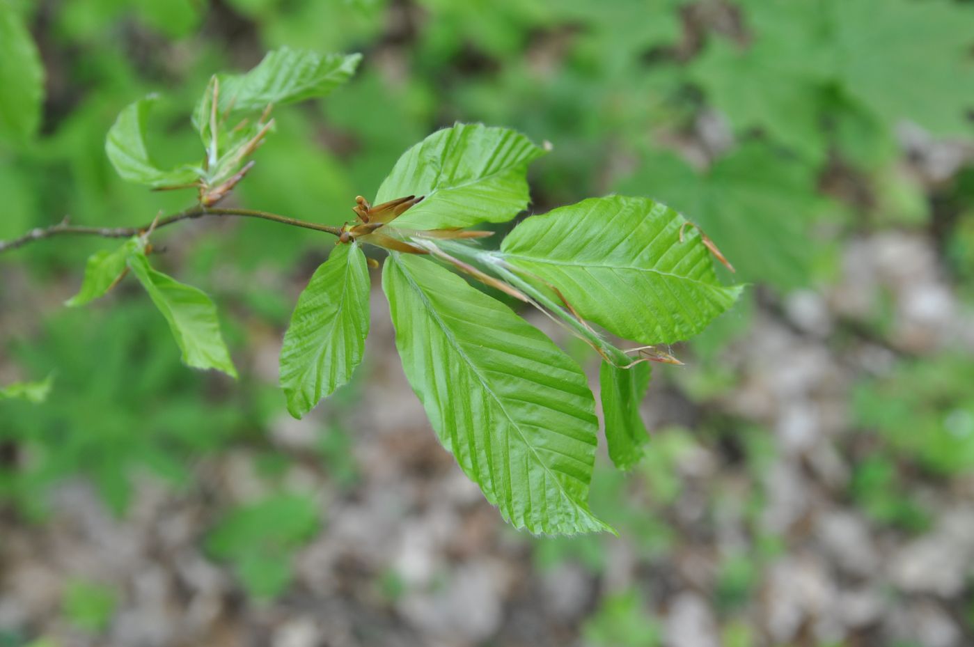 Image of Fagus orientalis specimen.