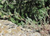 Bassia prostrata. Вегетирующее растение. Дагестан, окр. г. Избербаш, скальное обнажение. 13.05.2018.