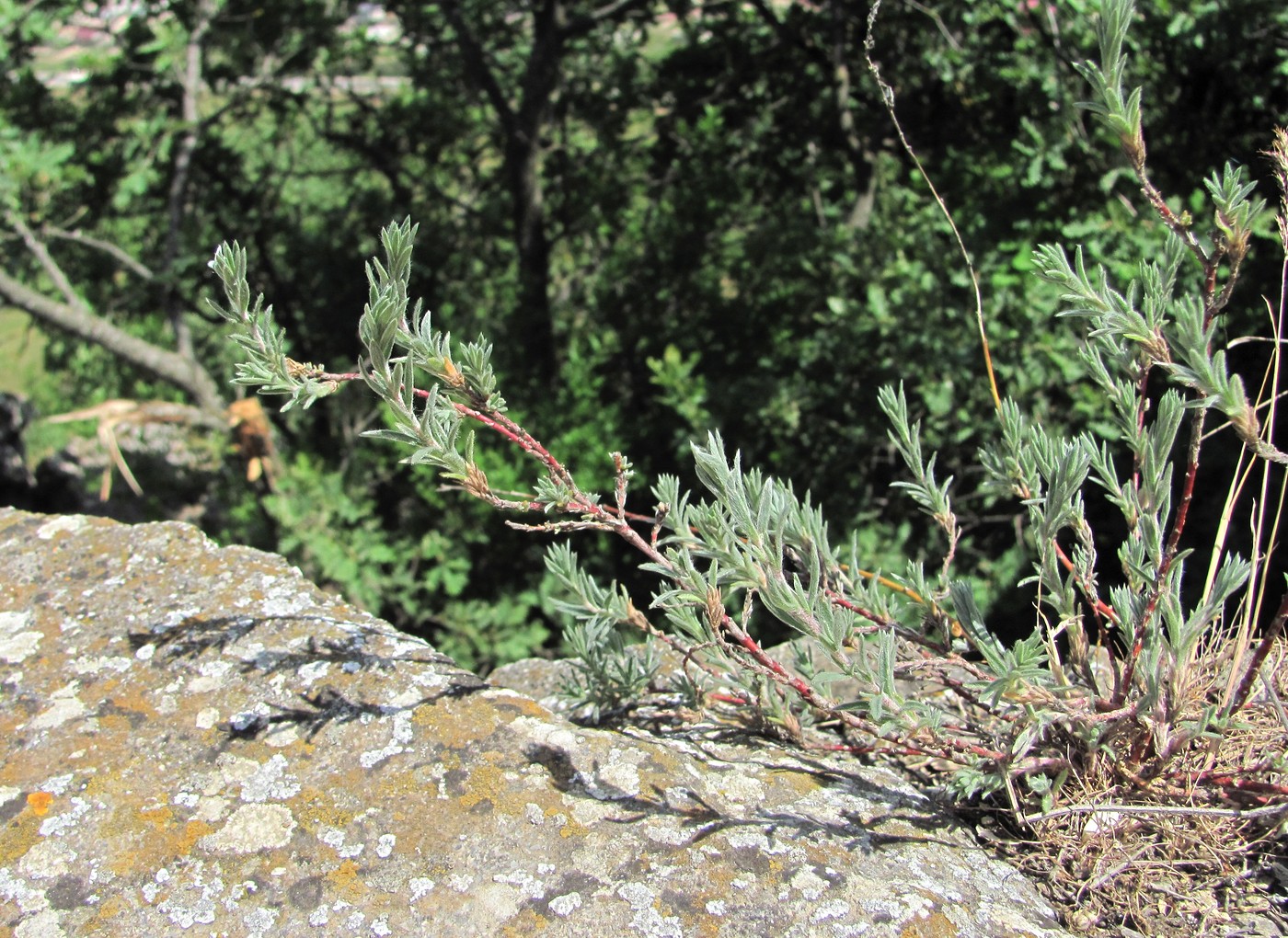 Image of Bassia prostrata specimen.