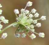 Pimpinella peregrina