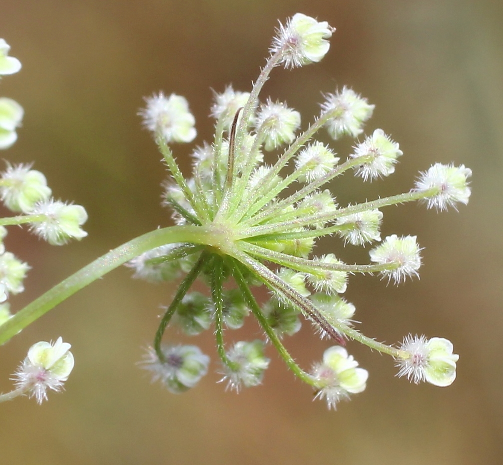 Изображение особи Pimpinella peregrina.