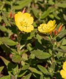 Oenothera pilosella