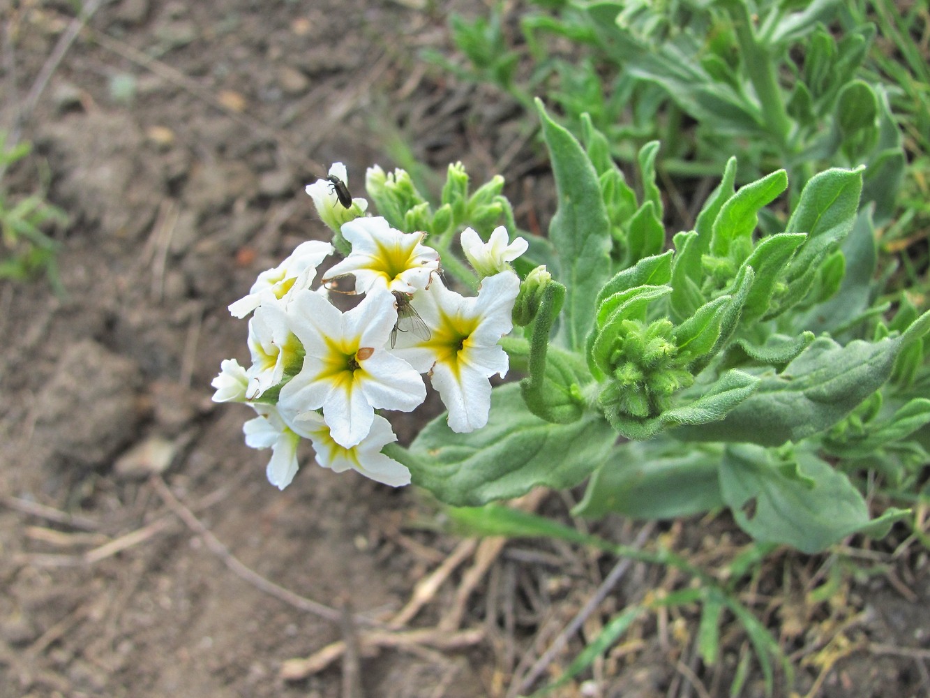 Image of Argusia sibirica specimen.