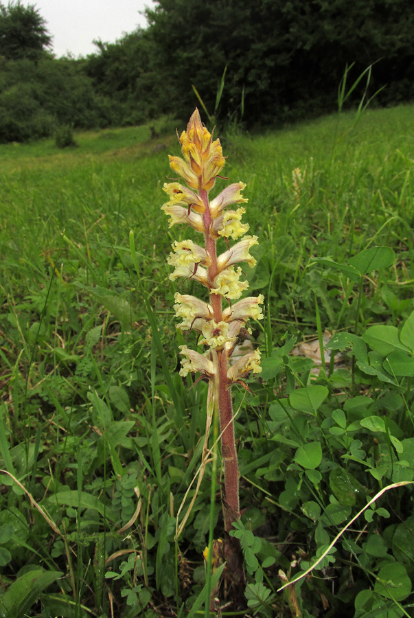 Image of Orobanche lutea specimen.