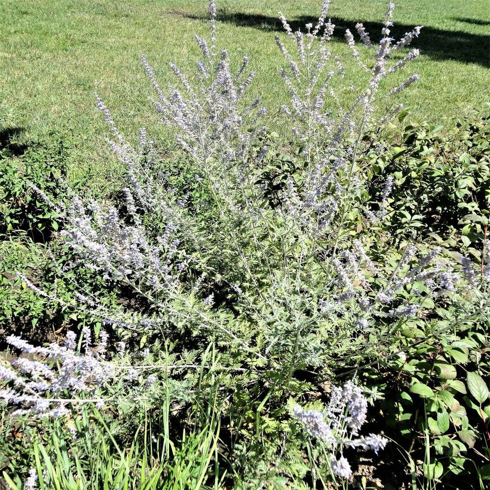 Image of Perovskia atriplicifolia specimen.