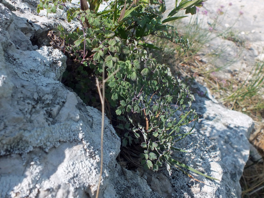 Image of Thalictrum flexuosum specimen.