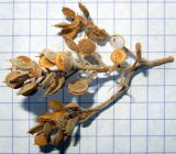 Alyssum hirsutum