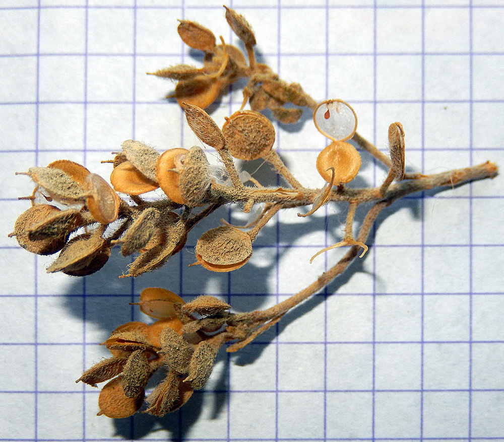 Image of Alyssum hirsutum specimen.