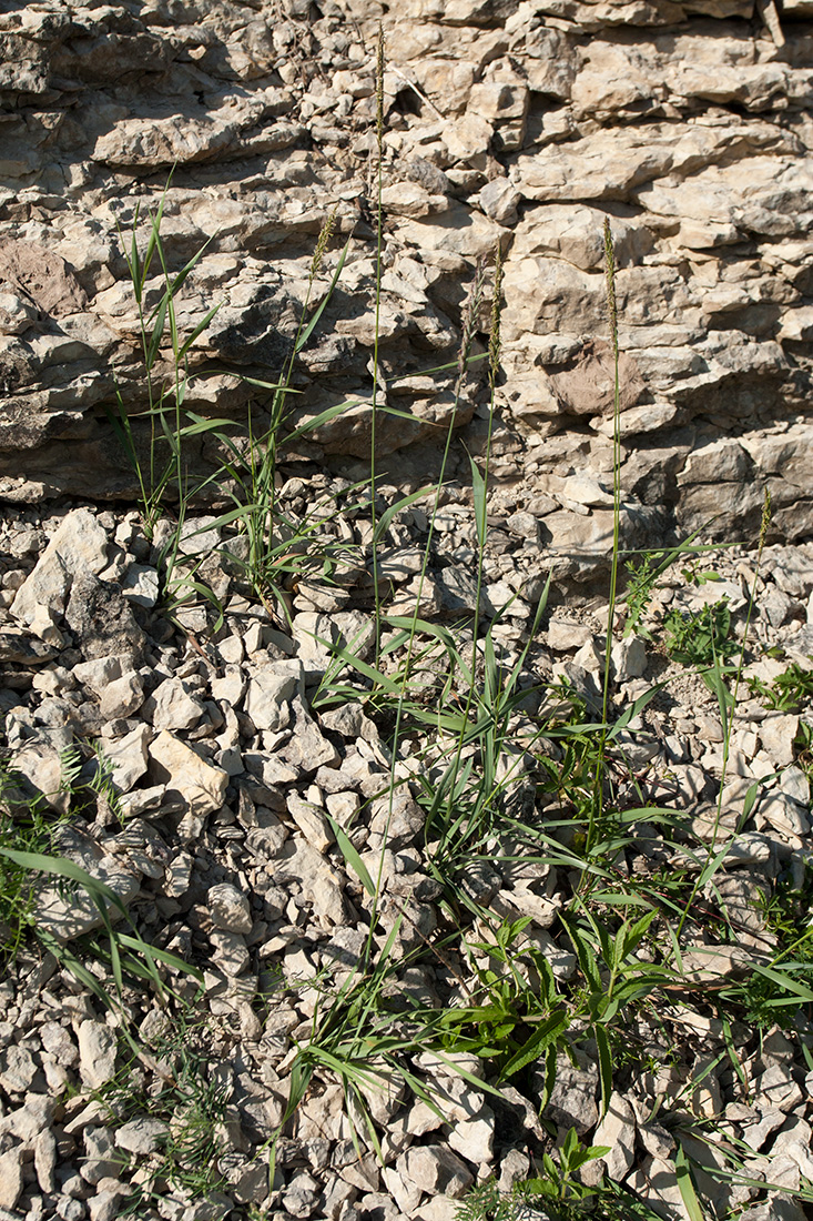 Изображение особи Elytrigia repens.