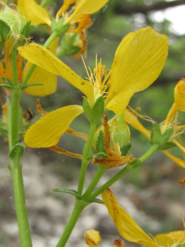 Image of Hypericum elongatum specimen.