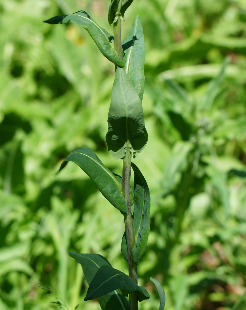 Image of Isatis costata specimen.