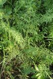 Cicuta virosa