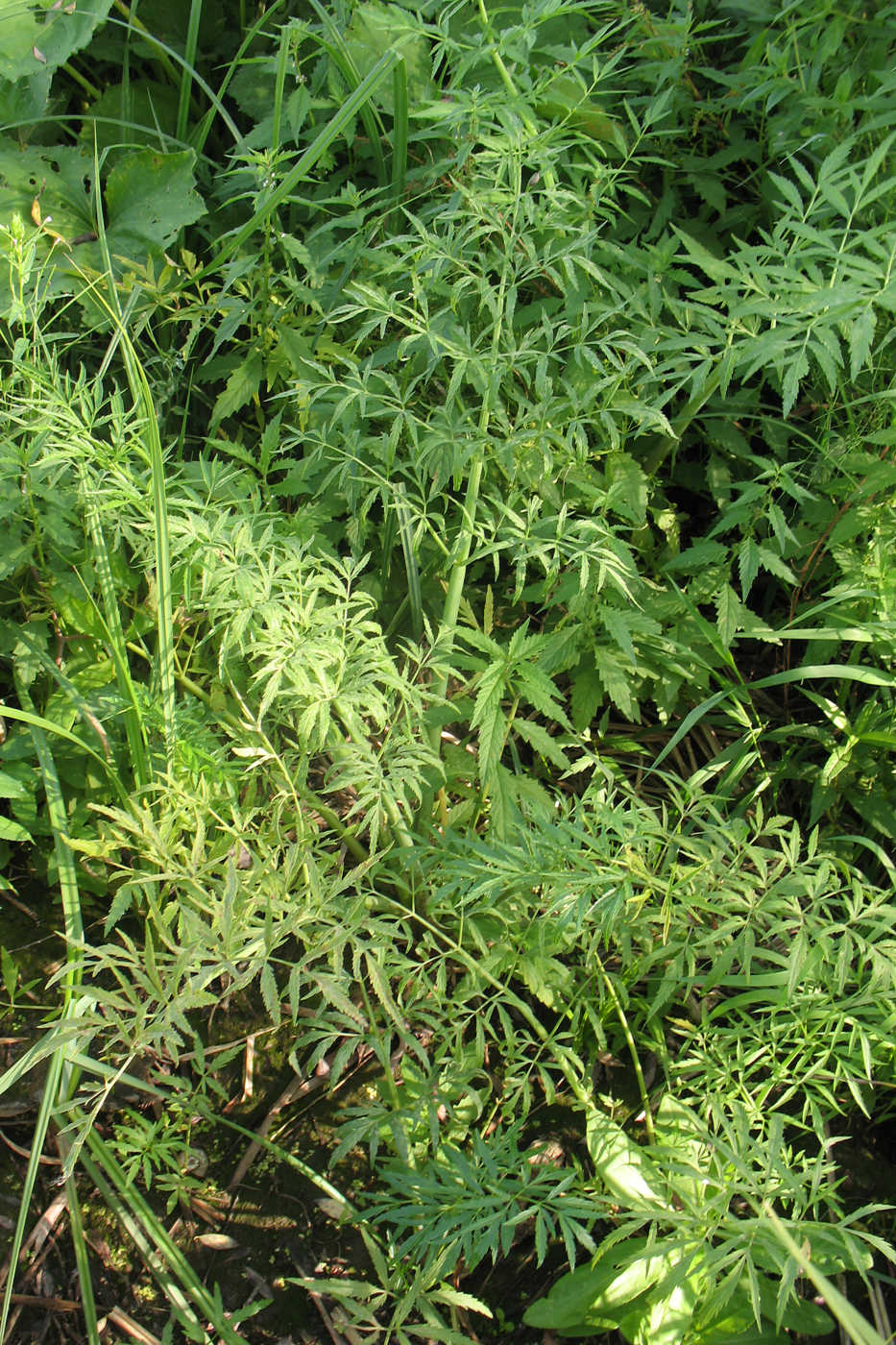 Image of Cicuta virosa specimen.