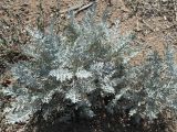 Artemisia