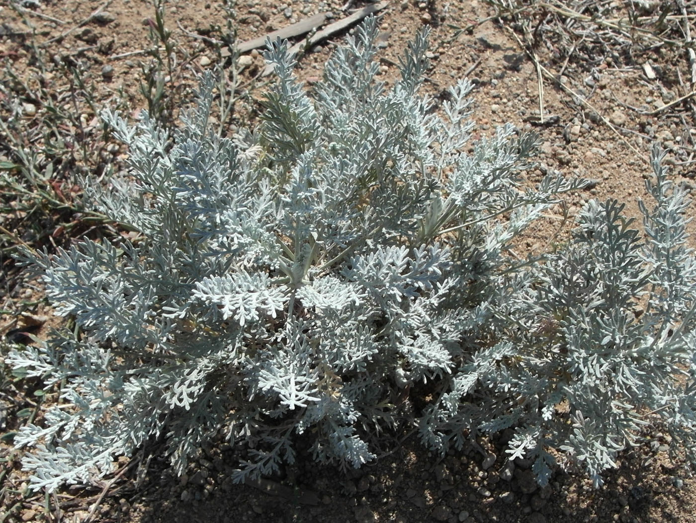 Image of Artemisia schrenkiana specimen.