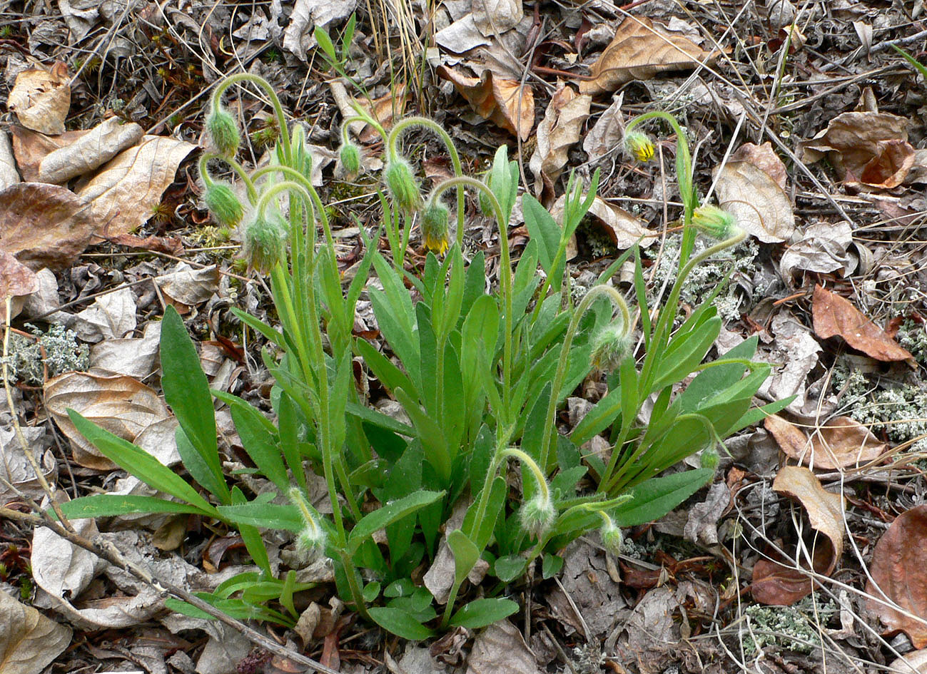 Image of Arnica iljinii specimen.