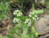 Valerianella uncinata