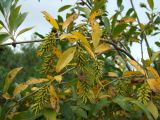 Salix pseudopentandra