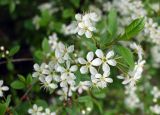 Cerasus vulgaris. Цветущая ветвь. Новосибирск, в культуре. 03.06.2010.