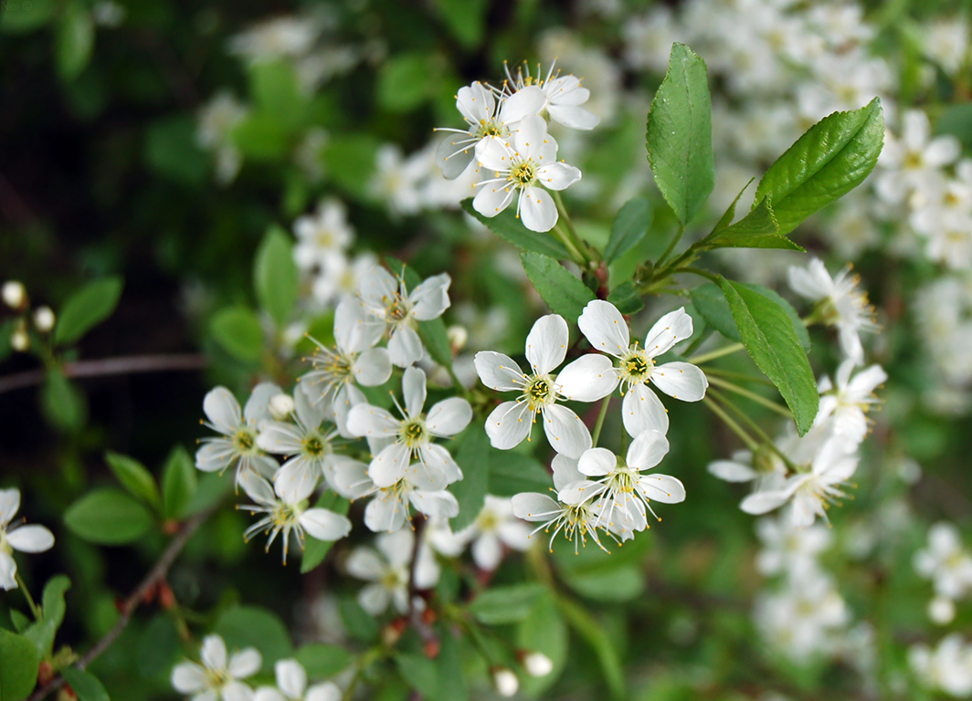 Изображение особи Cerasus vulgaris.