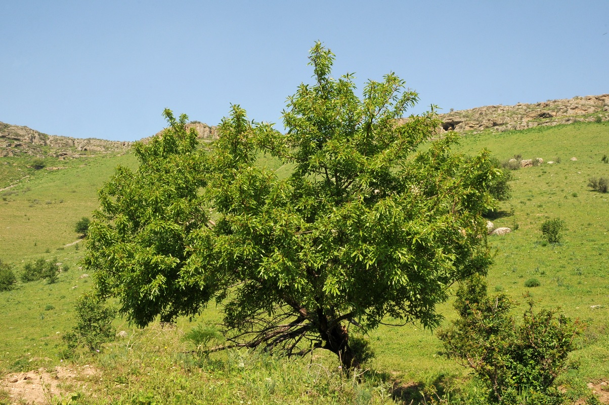 Изображение особи Persica vulgaris.