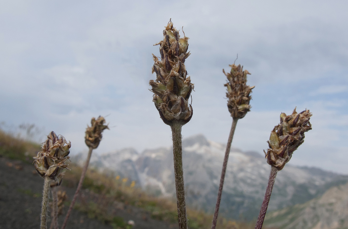 Изображение особи Plantago atrata.