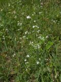 Galium pseudorivale