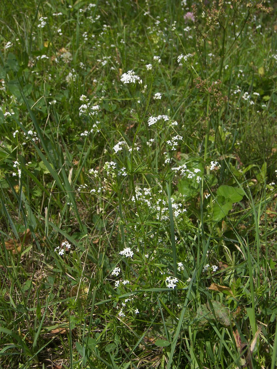 Image of Galium pseudorivale specimen.