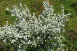genus Malus. Верхняя часть цветущего деревца. Казахстан, Восточно-Казахстанская обл., г. Усть-Каменогорск, восточные окр., Лесхоз, склон сопки вблизи оврага. 22.05.2018.