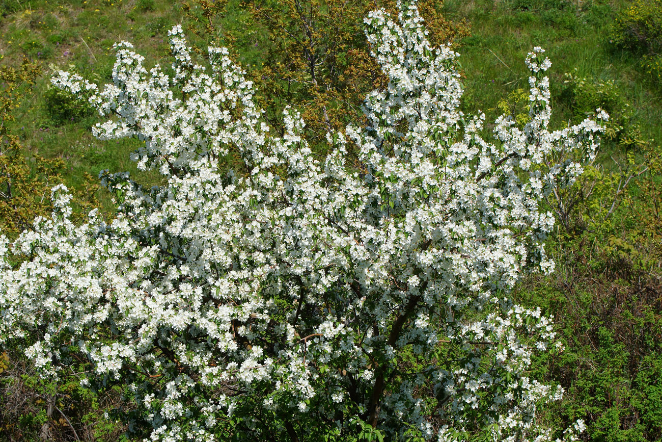 Изображение особи род Malus.