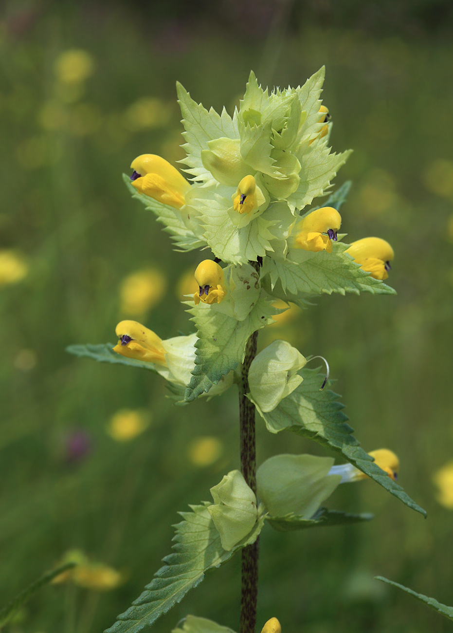 Изображение особи Rhinanthus vernalis.