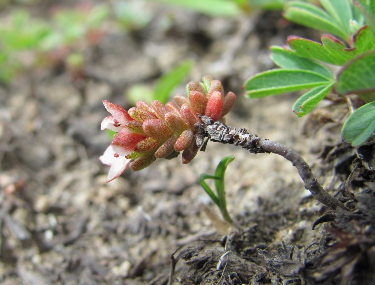 Изображение особи Sedum tenellum.