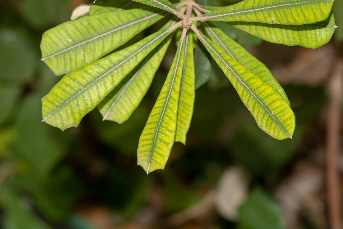 Image of Banksia integrifolia specimen.