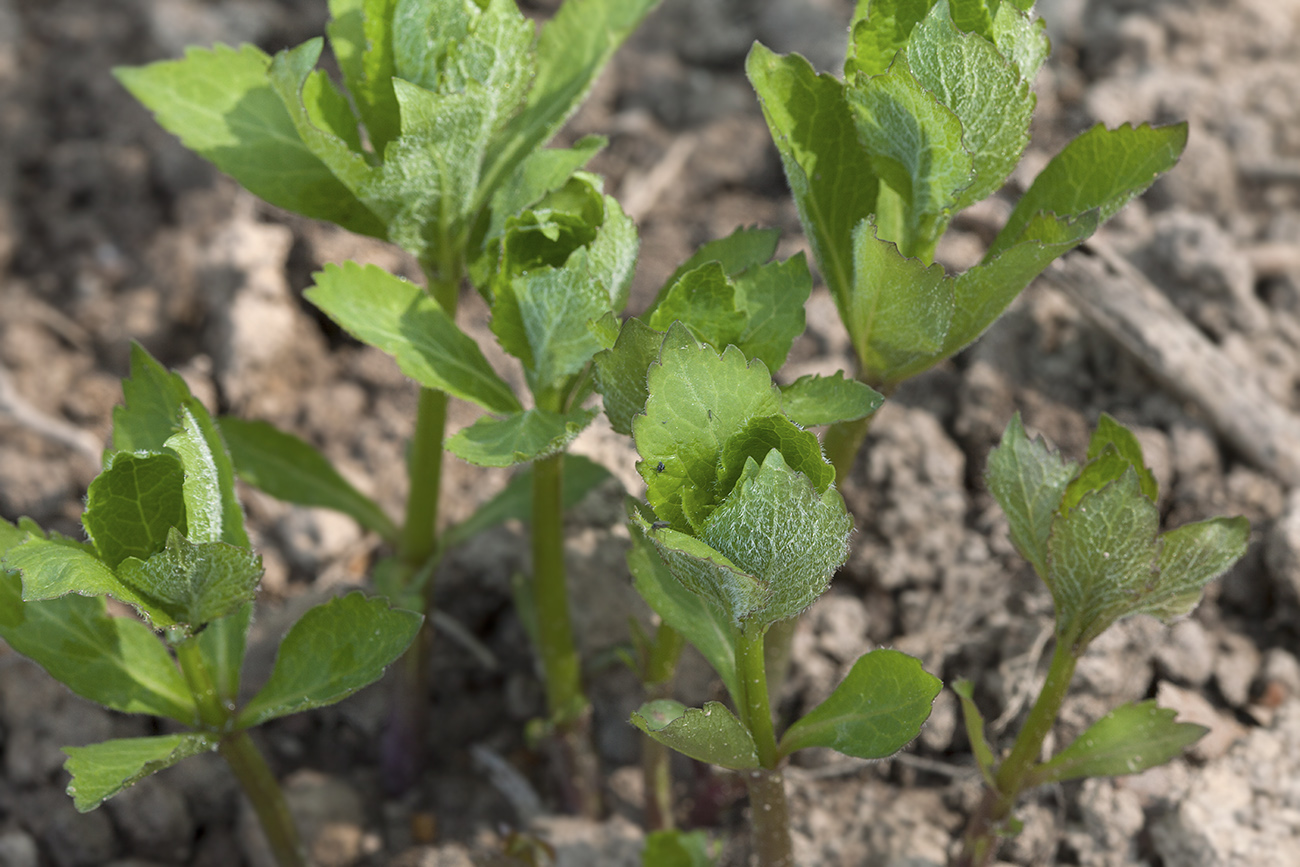 Изображение особи Adenophora triphylla.