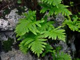 Polypodium cambricum. Вайи. Турция, национальный парк Олимпос-Бейдаглары, мыс Гелидония, Пиратская бухта, опушка соснового леса, каменистый склон. 05.01.2019.