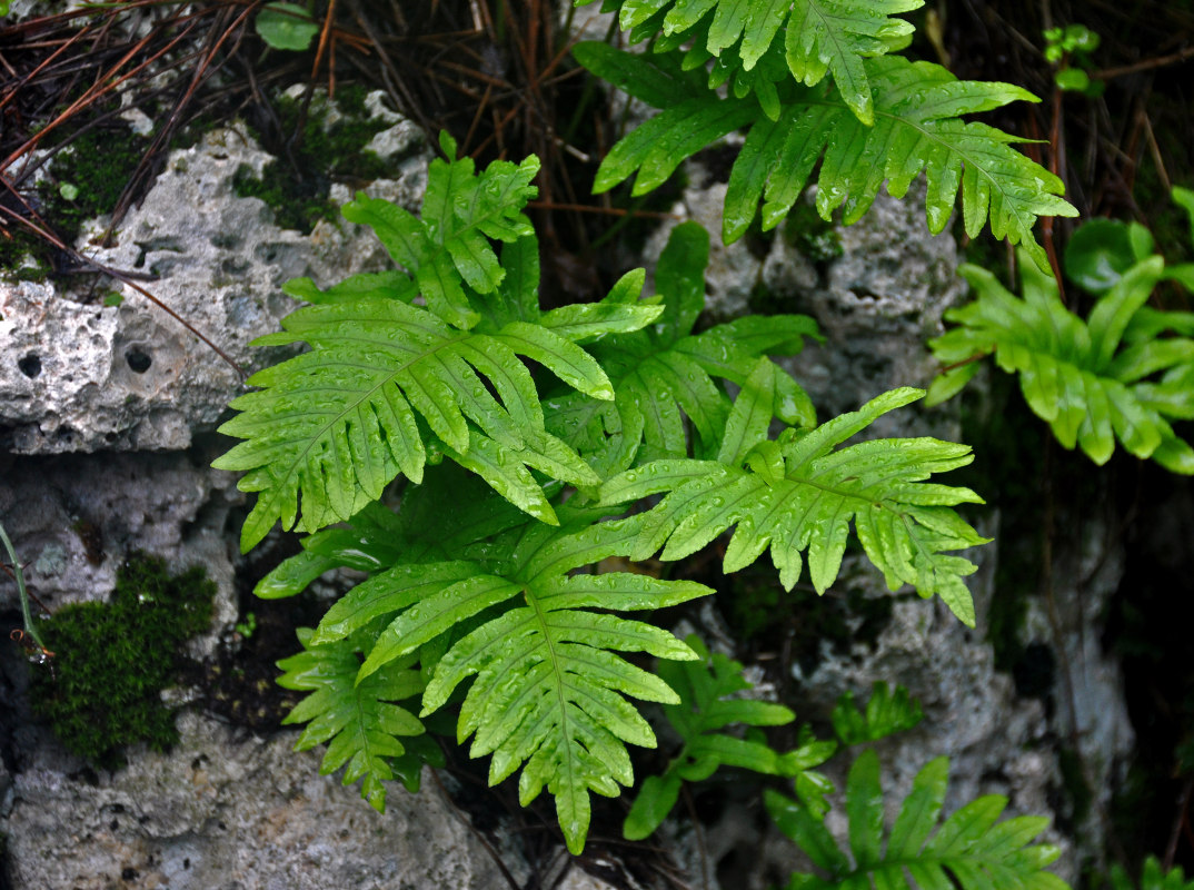 Изображение особи Polypodium cambricum.