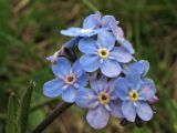 Myosotis alpestris. Соцветие. Украина, Закарпатская обл., Раховский р-н, хр. Свидовец, ≈ 1800 м н.у.м., альпийский луг. 2 июля 2010 г.