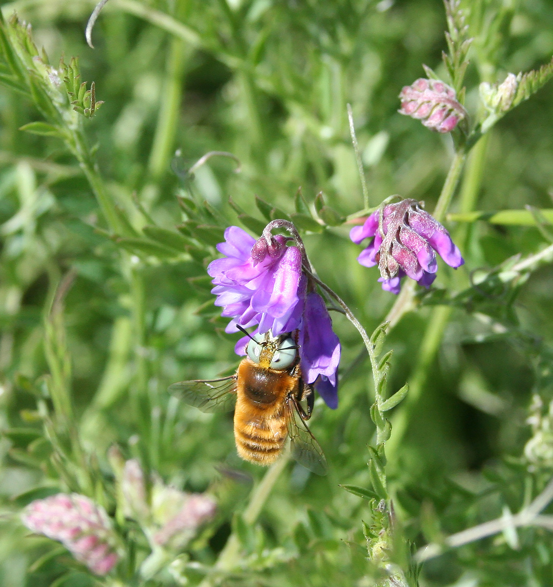 Image of Vicia cracca specimen.