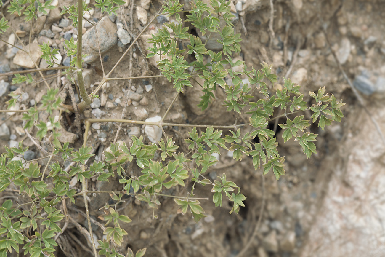 Изображение особи Thalictrum isopyroides.