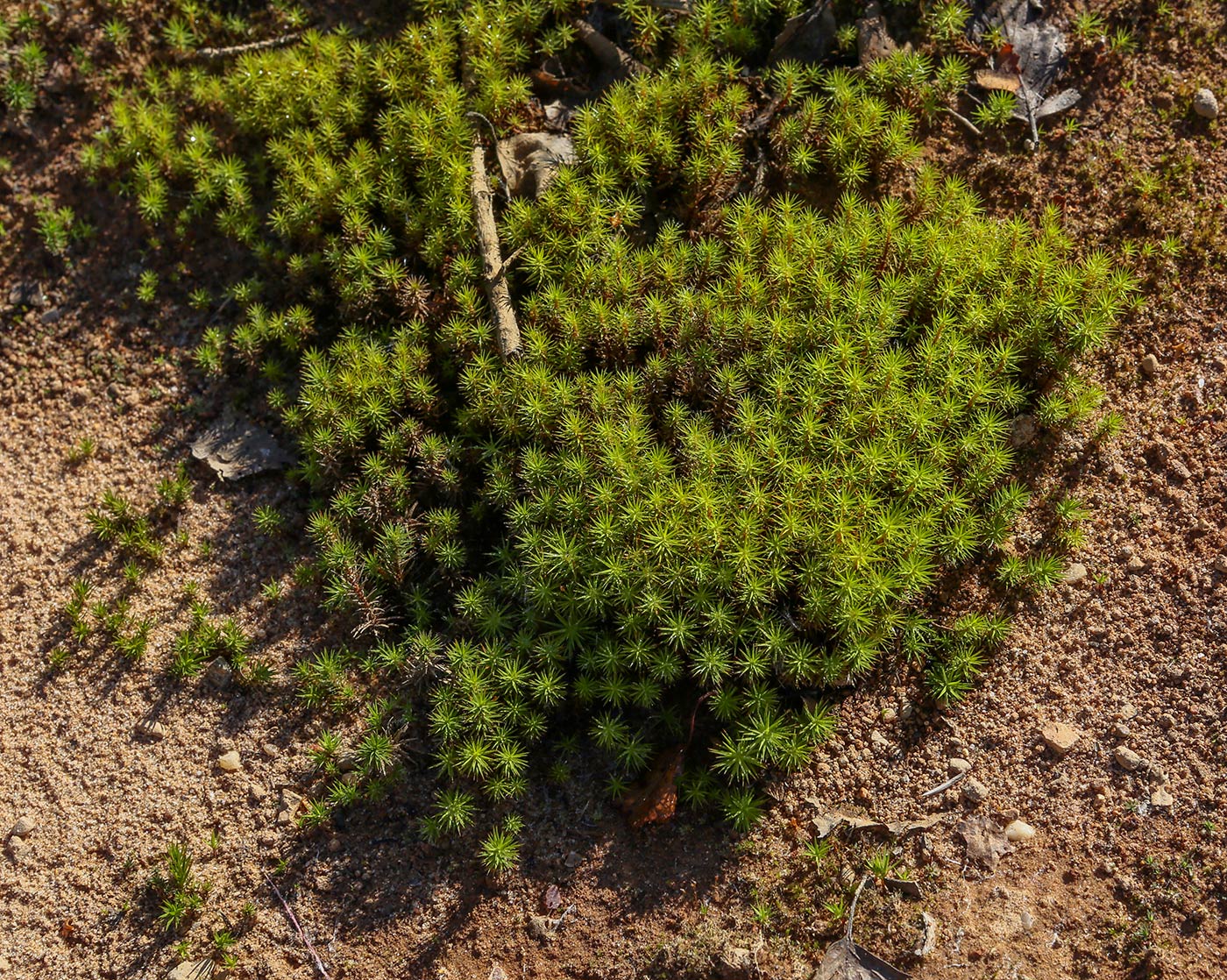 Изображение особи Polytrichum commune.