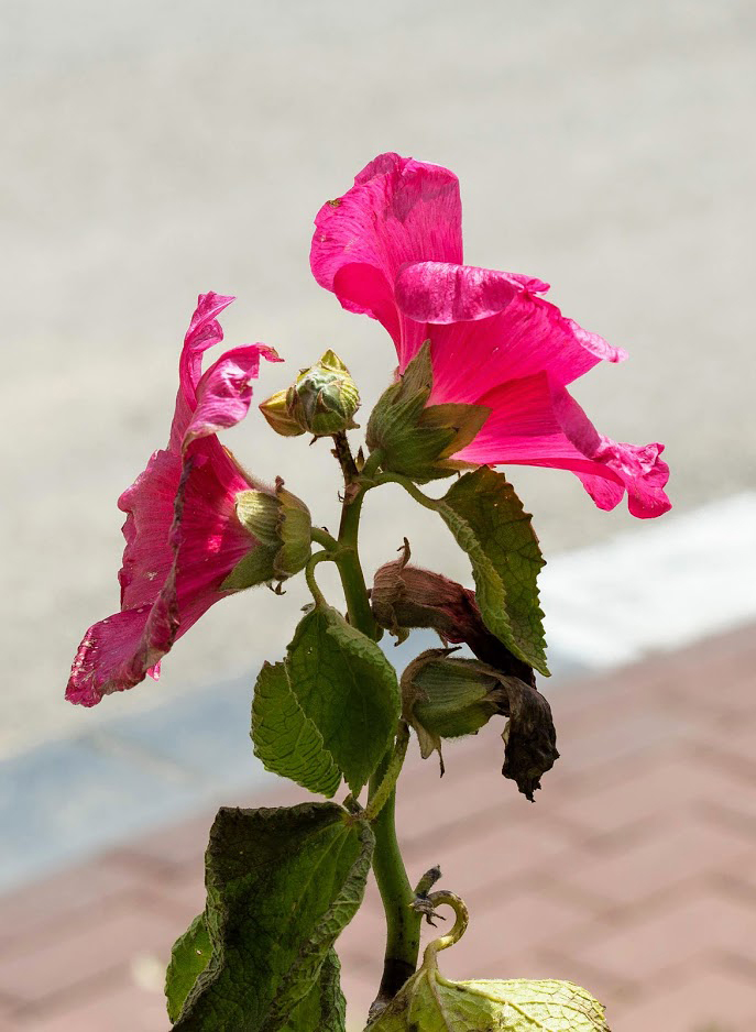 Image of Alcea rosea specimen.