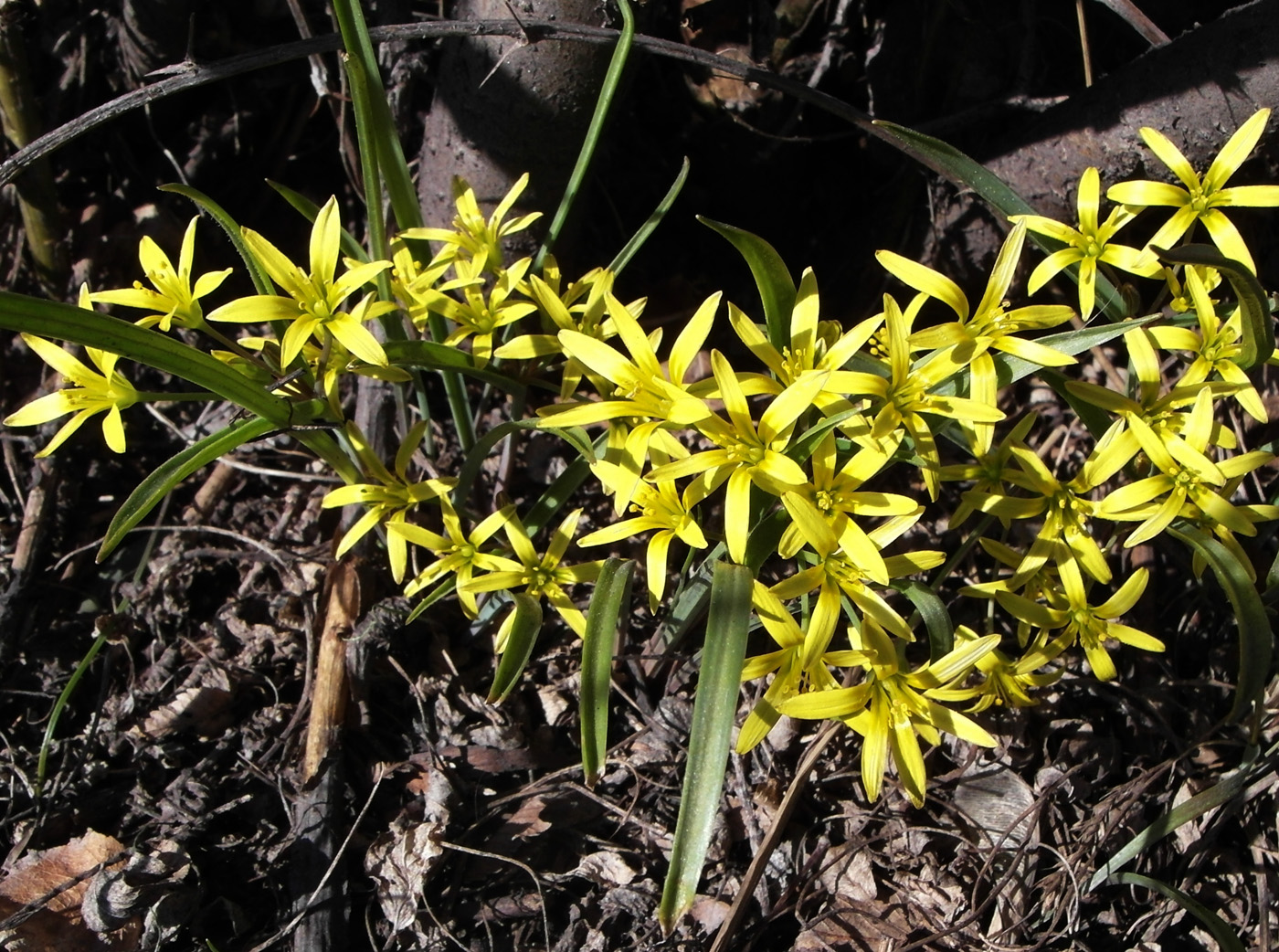 Image of genus Gagea specimen.