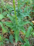 Campanula bononiensis