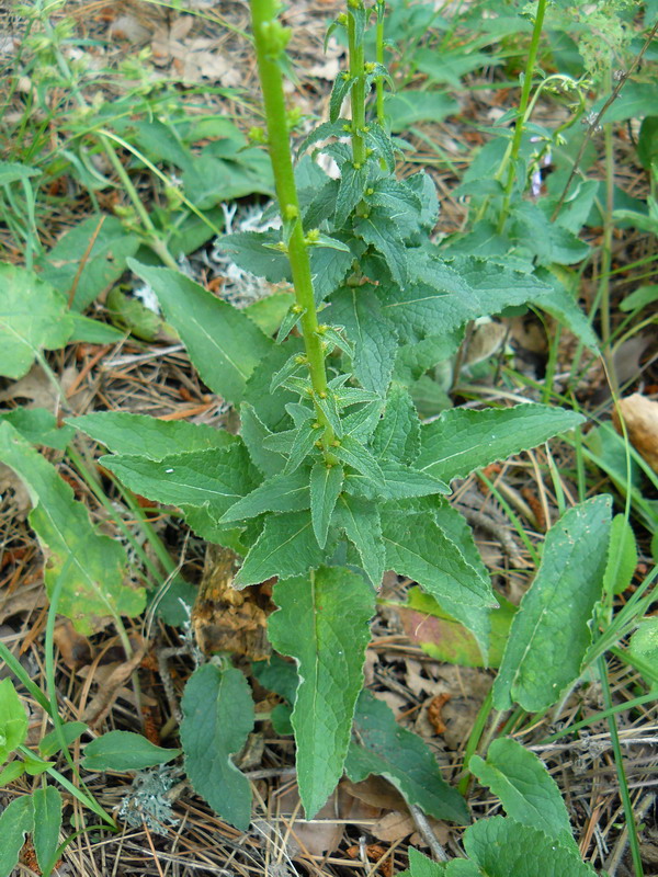 Изображение особи Campanula bononiensis.