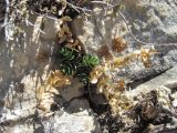 Gentiana grossheimii. Вегетирующее растение с прошлогодними генеративными побегами. Дагестан, Левашинский р-н, окр. с. Леваши, ок. 1400 м н.у.м., скальный выход. 26.04.2019.