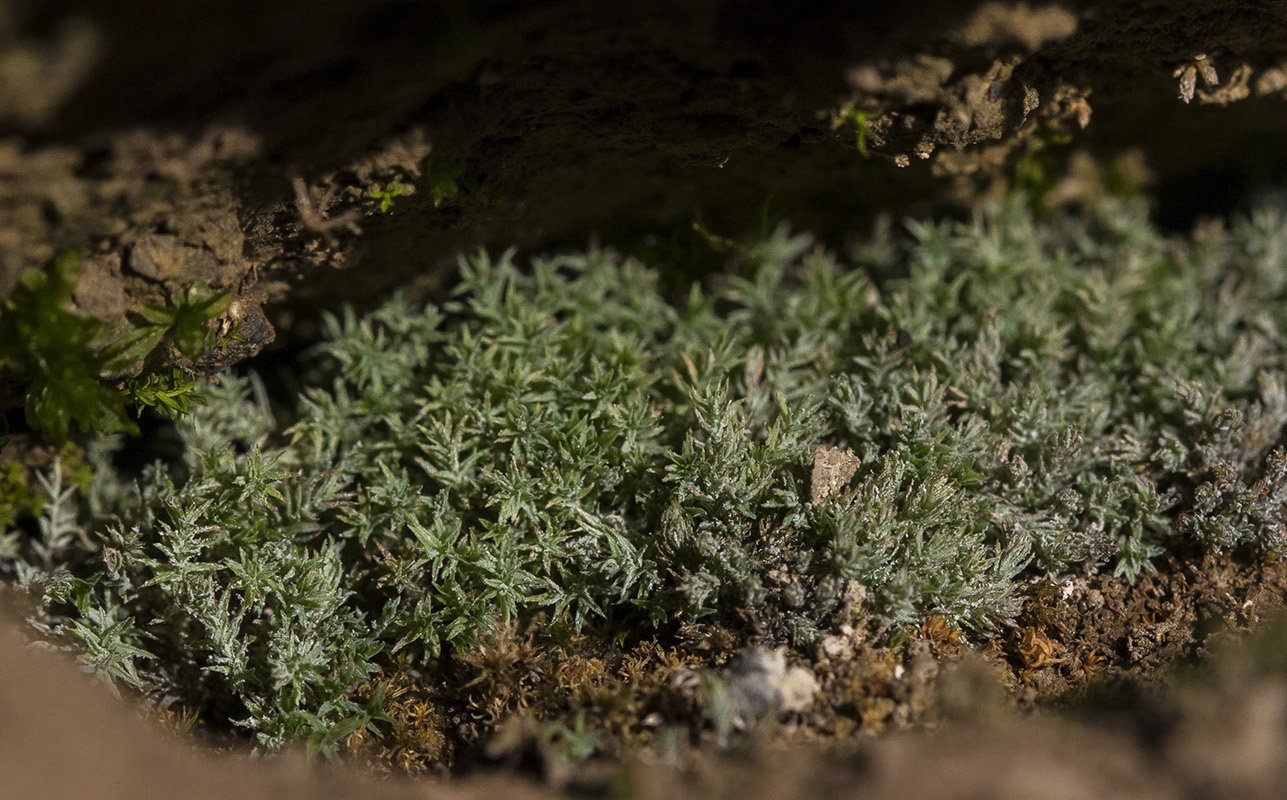 Image of Saelania glaucescens specimen.