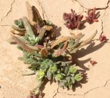 Aizoon hispanicum