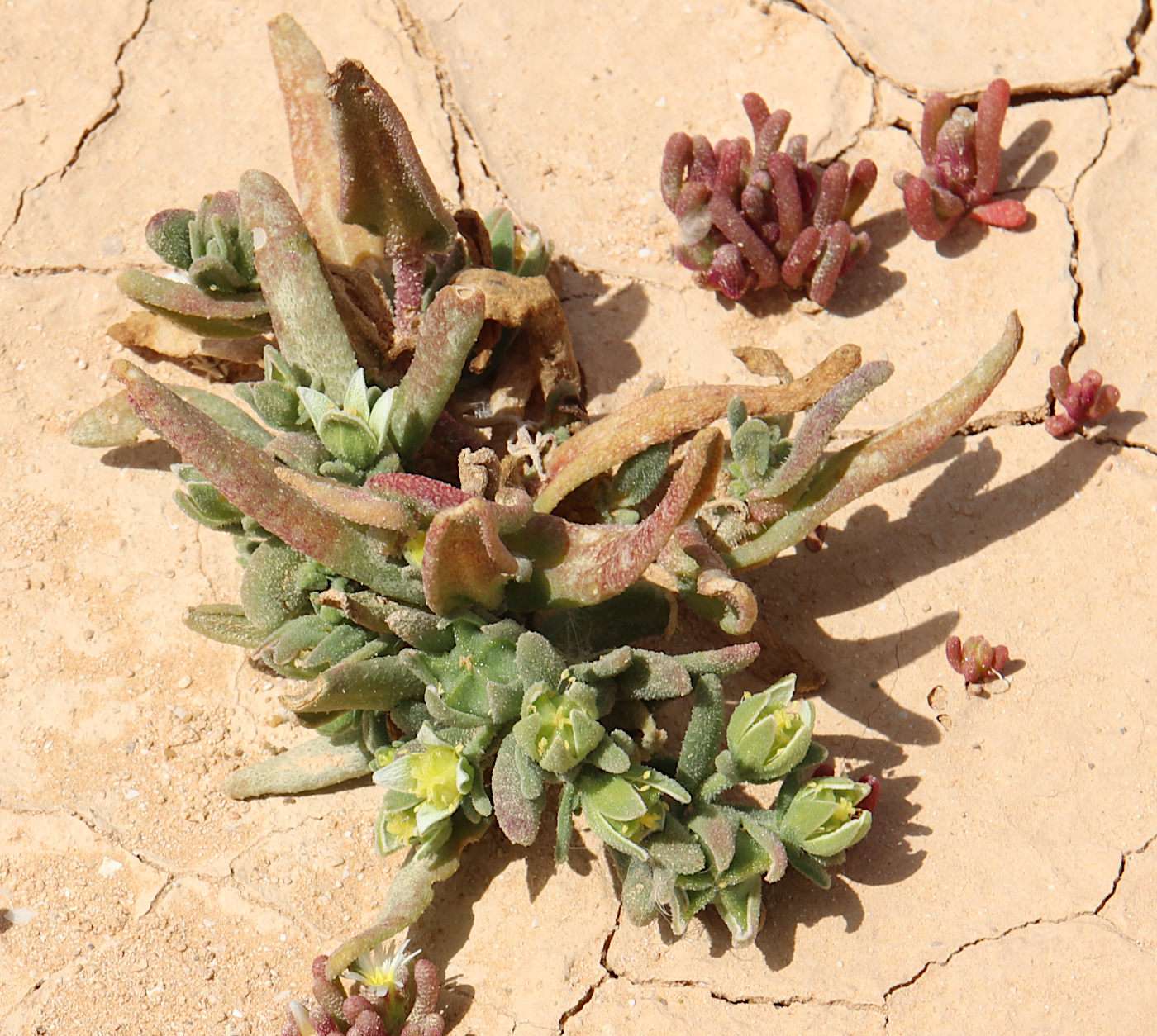 Image of Aizoon hispanicum specimen.